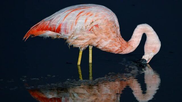 Flamenco en Laguna Mar Chiquita. (Fotógrafa Paola Sereno).
