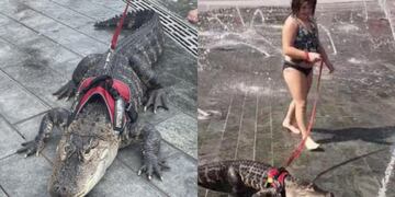 Caimán viral en TikTok.