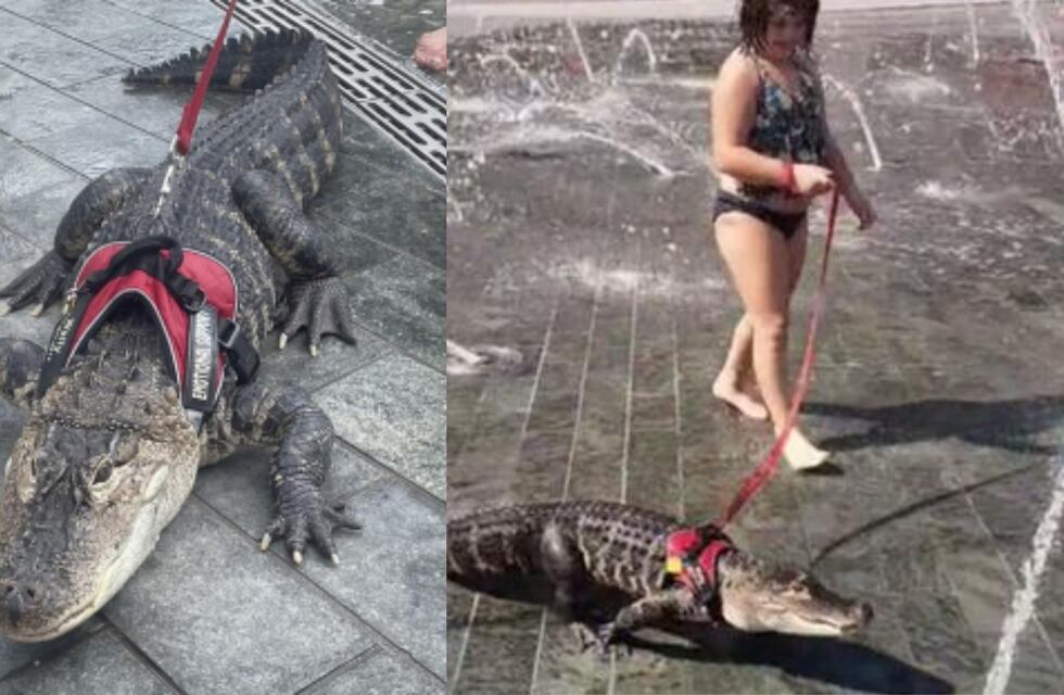Sacaron a pasear a un caimán con correa y el video se hizo viral en TikTok