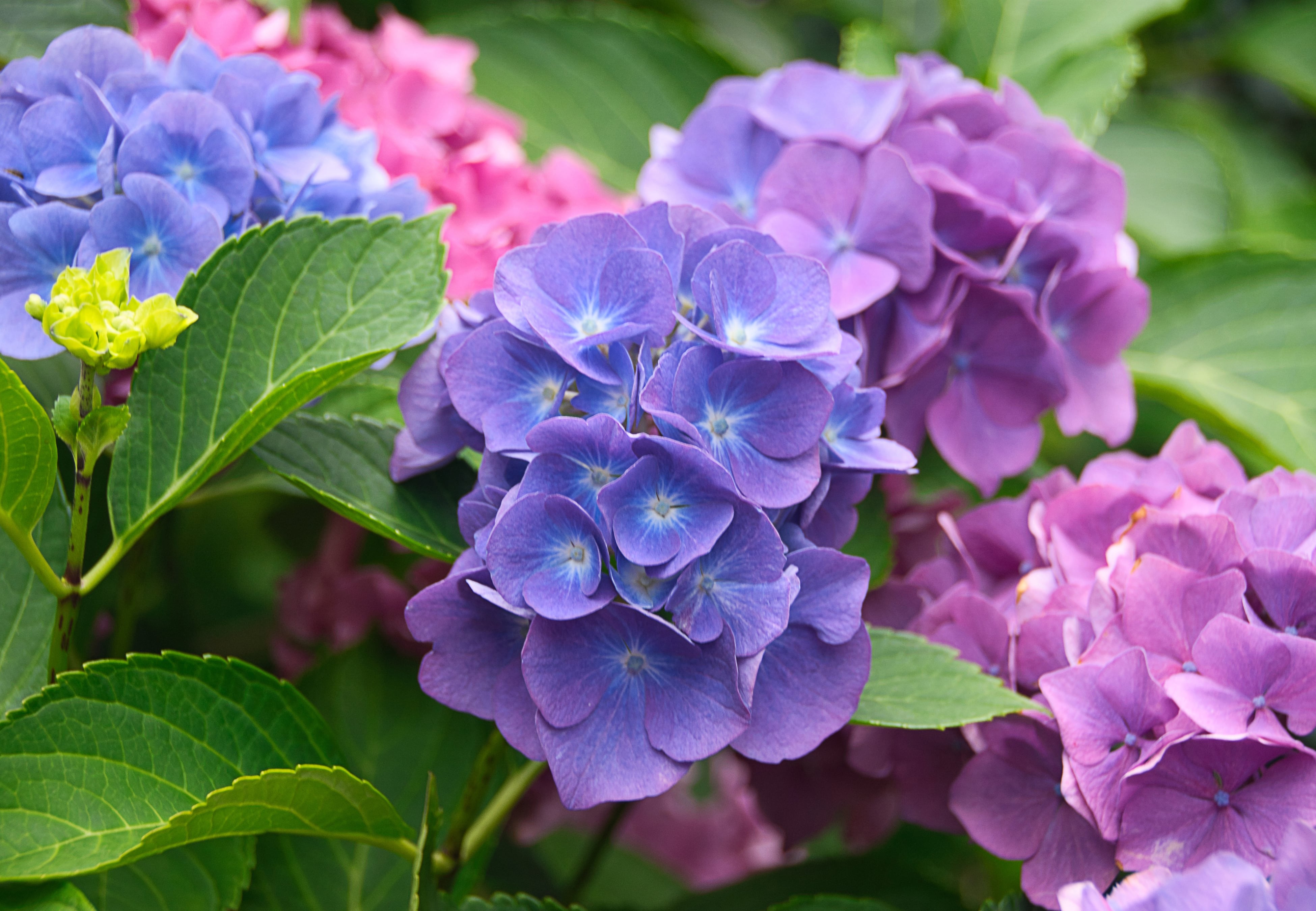Hortensias.