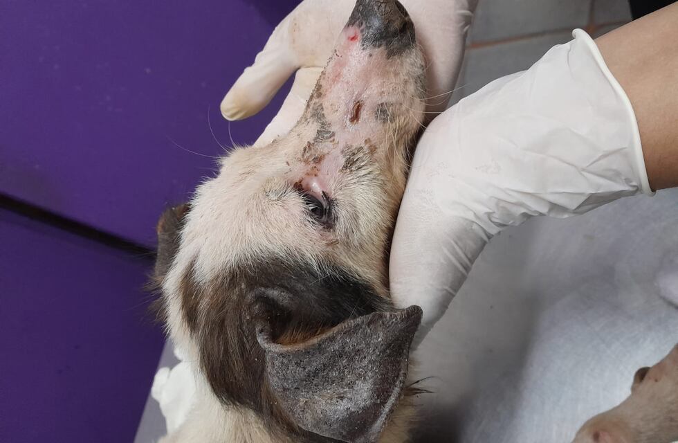 Puerto Iguazú: preocupa la cantidad de casos de perros con leishmaniasis