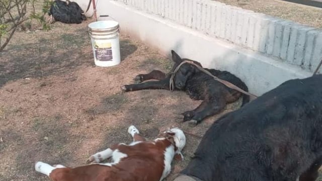 Los animales recuperados