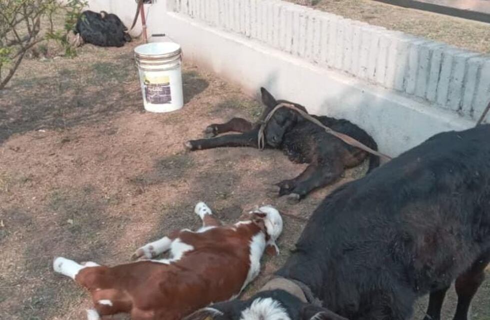 Accionar policial por un hecho de abigeato en Angélica