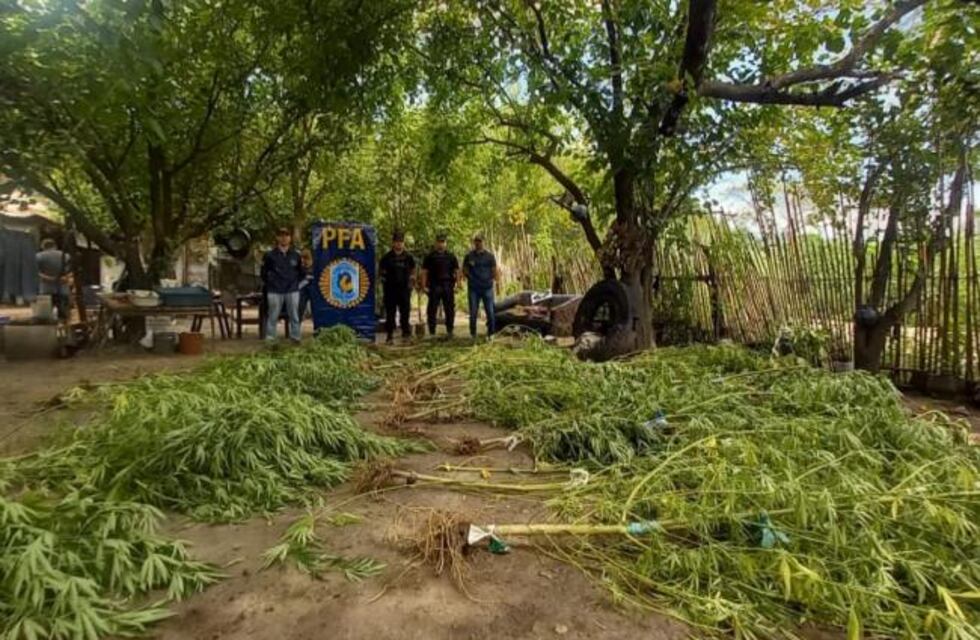 Fue aprehendido y encontraron 30 plantas de marihuana en su domicilio