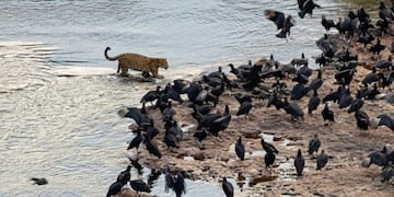 Excelso ejemplar de yaguareté es capturado en el Parque Nacional Iguazú por una turista.