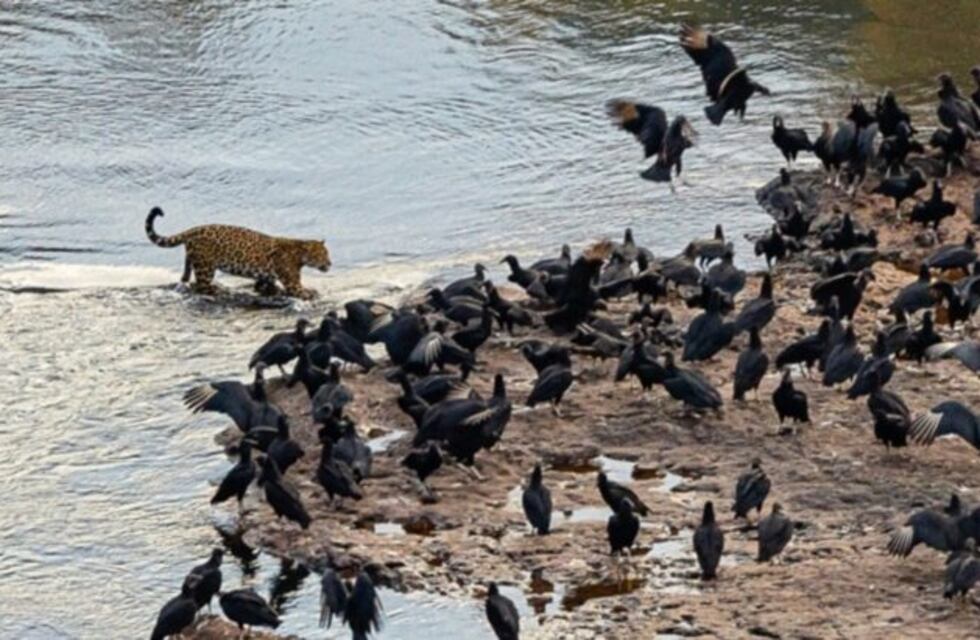 Excelso ejemplar de yaguareté es capturado en el Parque Nacional Iguazú por una turista