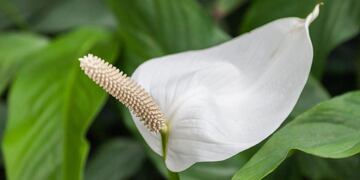 Las plantas deben quedar en un lugar donde reciban una buena dosis de luz solar.