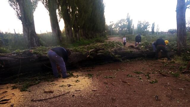 La tormenta tiró árboles, redes eléctricas y voló techos en Las Malvinas y Cañada Seca.