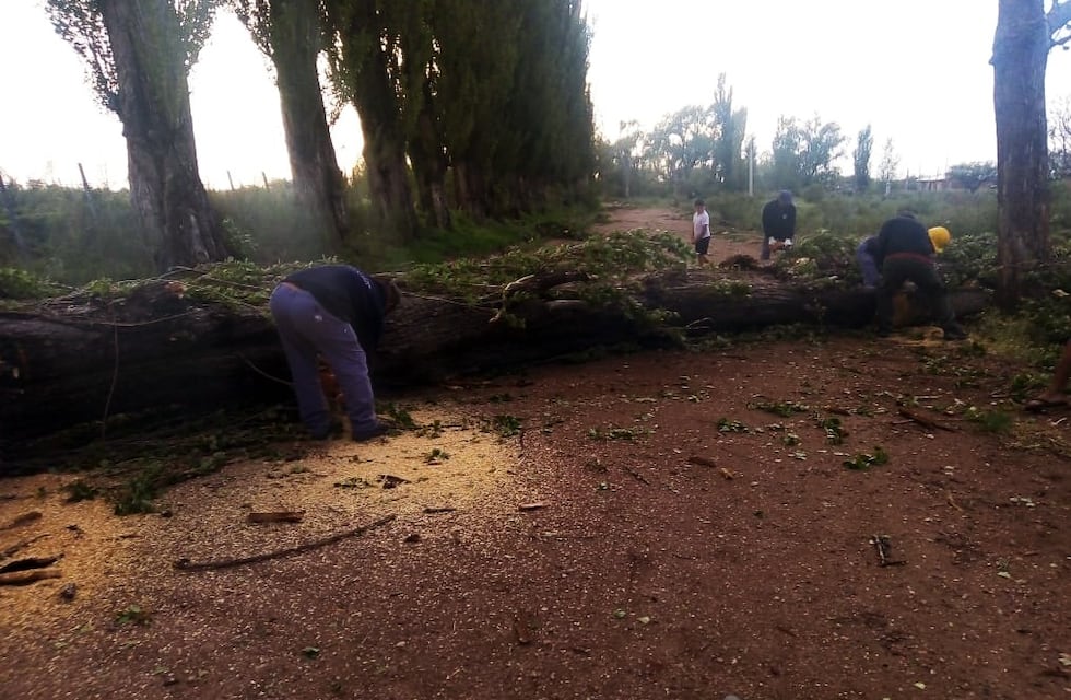 La tormenta provocó voladura de techos, tiró árboles y redes eléctricas