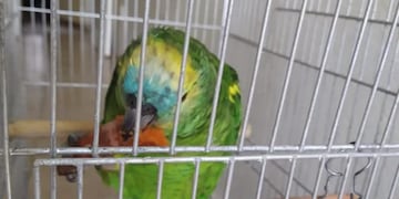 Le robaron el loro a una vecina de 96 años en Córdoba.