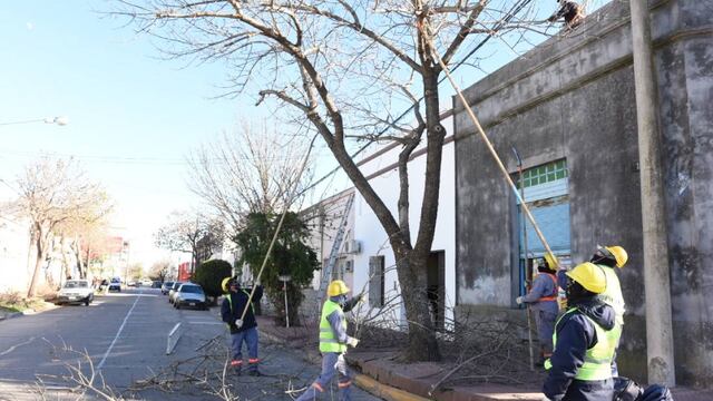 Sigue la poda en diferentes barrios de la ciudad