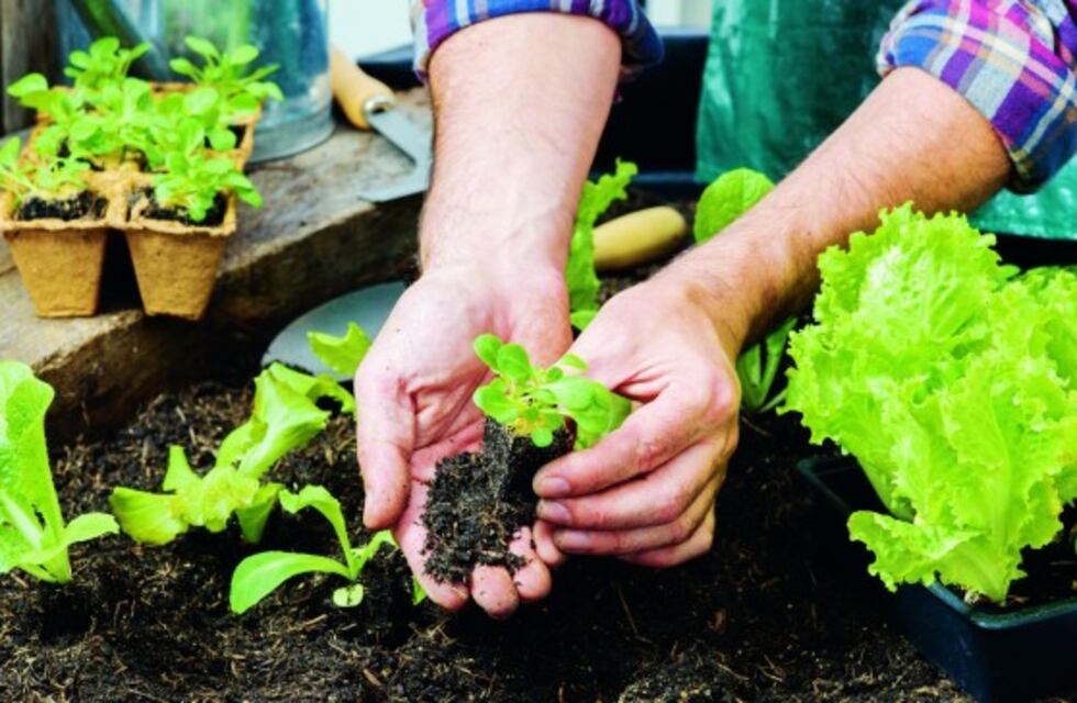Charla virtual sobre cómo hacer una huerta domiciliaria