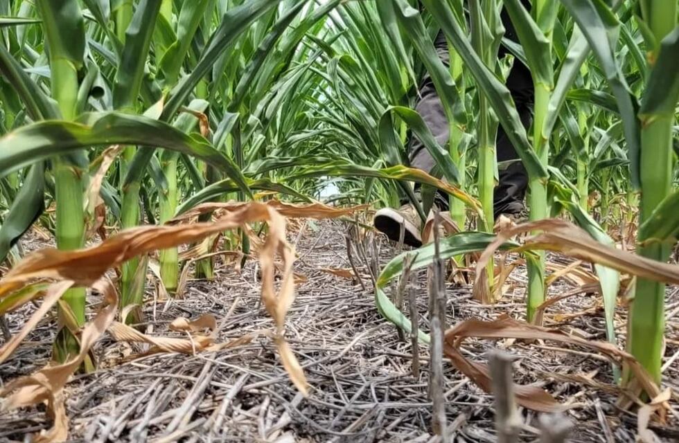 Sequía en Argentina: un problema actual con un fuerte impacto en 2024