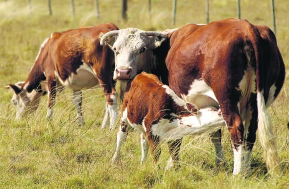 Entore de vaquillonas de 15 meses de edad