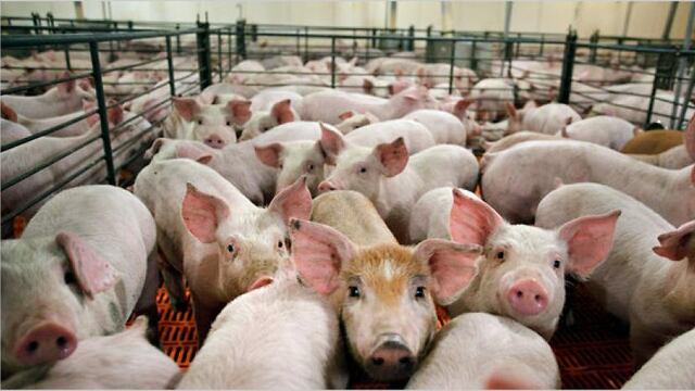 El Timbó Nuevo: instalarán un nuevo establecimiento porcino