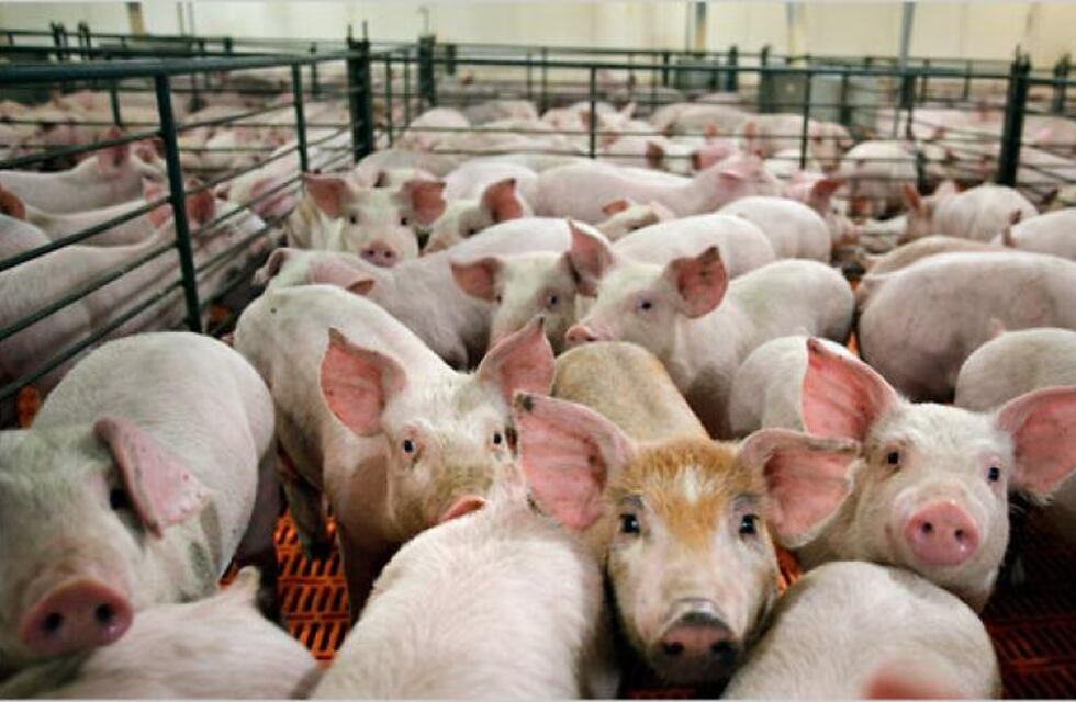 El Timbó Nuevo: instalarán un nuevo establecimiento porcino