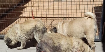 Los perros estaban en pésimas condiciones de salud.