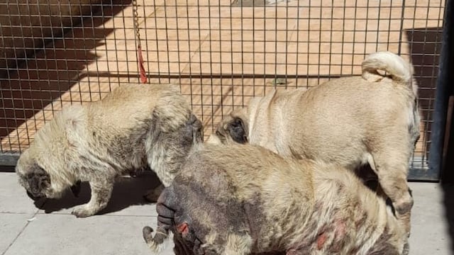 Los perros estaban en pésimas condiciones de salud.