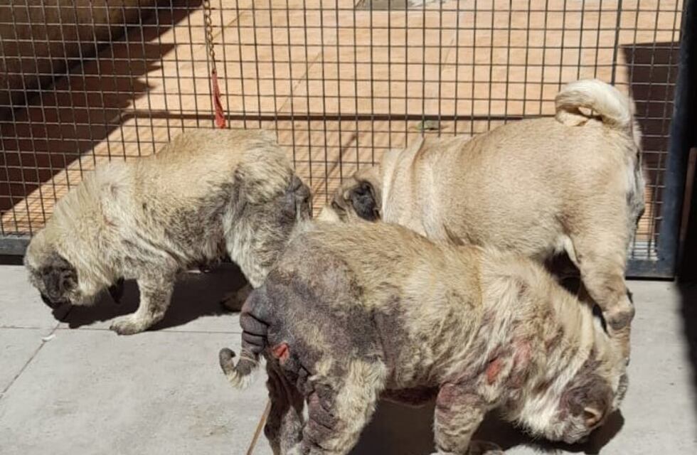 Denunciaron un criadero ilegal en Alta Gracia y 41 perros fueron rescatados: “Es muy triste ver tanto maltrato”