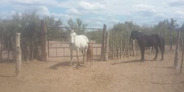 Yegua robada y encontrada cuando era transportada junto a otros dos equinos, en Junín