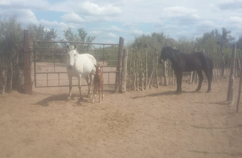 Se le desprendió una rueda del trailer de caballos en Junín y la Policía Rural descubrió que se trataba de un robo