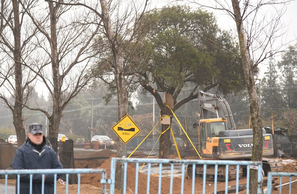 La drástica decisión del intendente de Villa Allende con el emblemático quebracho de la avenida Luchesse