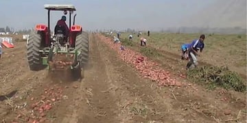Explotación laboral en un campo de papas en Córdoba. (Foto: Ilustrativa)