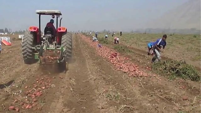 Explotación laboral en un campo de papas en Córdoba. (Foto: Ilustrativa)