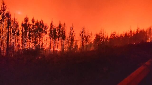 Los bosques están siendo arrasados por el fuego en Chubut.