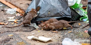 Hantavirus: refuerzan la prevención y el control sanitario ante un escenario de alerta