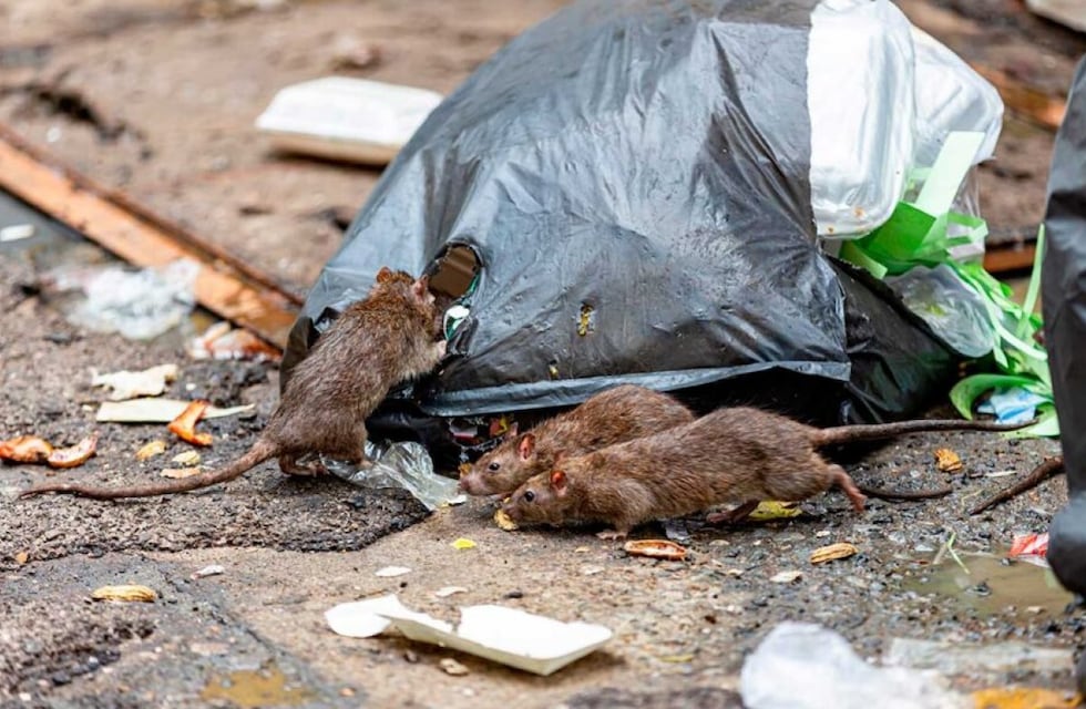 Hantavirus: refuerzan la prevención y el control sanitario ante un escenario de alerta