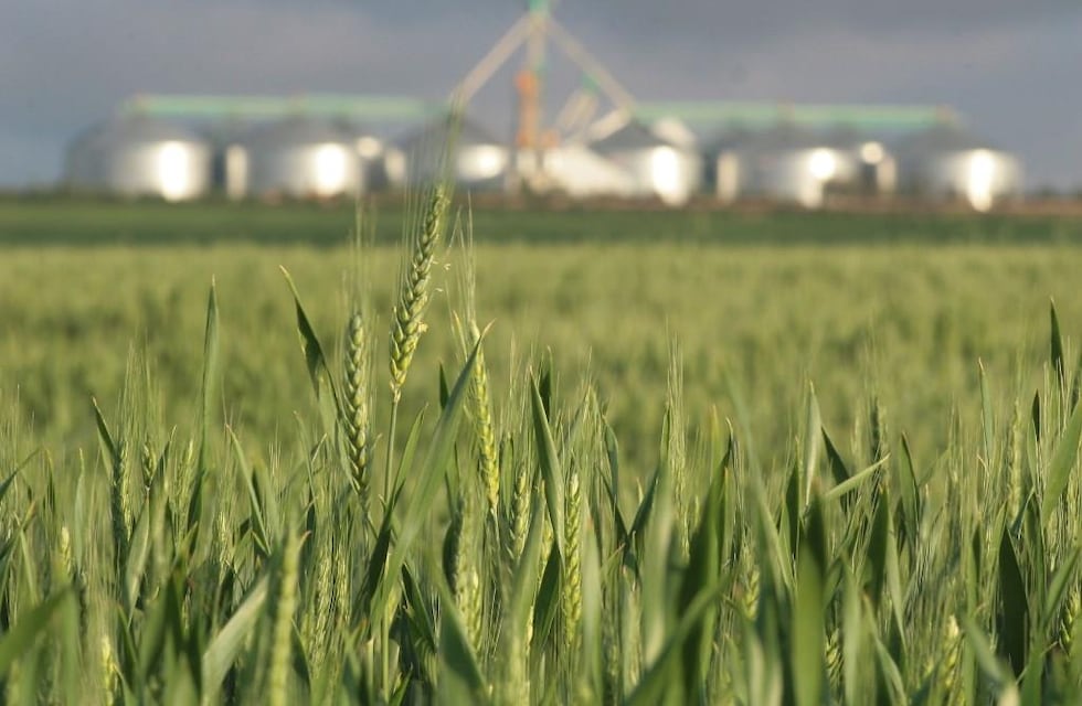 Un ejemplo de cultivos de cobertura.