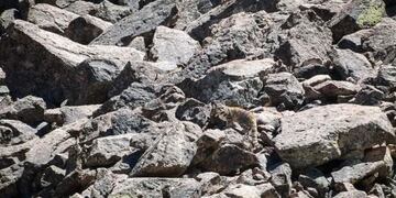 El animal en peligro de extinción que habita en Mendoza y es conocido como el fantasma de los Andes.