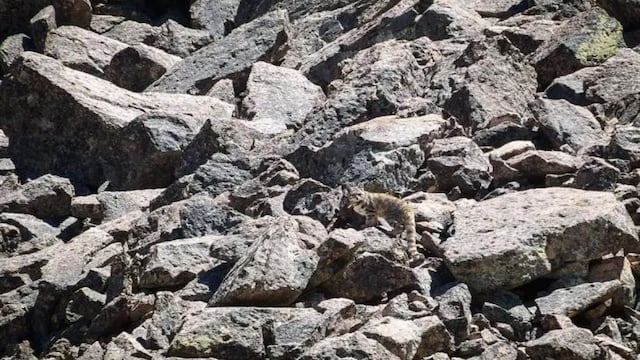 El animal en peligro de extinción que habita en Mendoza y es conocido como el fantasma de los Andes.