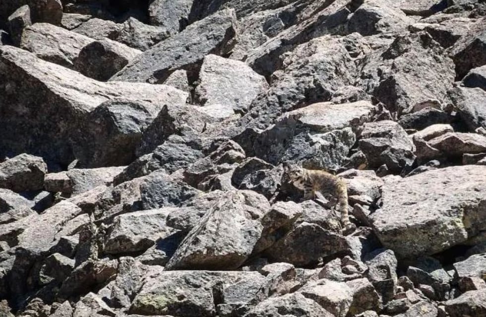 El excéntrico animal en peligro de extinción que habita en Mendoza y es conocido como el fantasma de los Andes