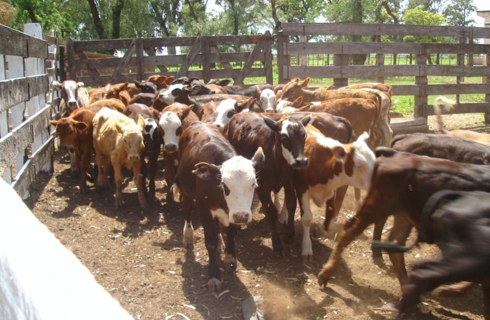 Las ventajas de la cruza para formar animales careta