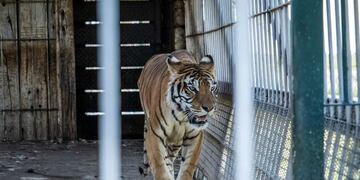Los 4 tigres abandonados en San Luis ya tienen nombre. Serán rescatados en los próximos días.