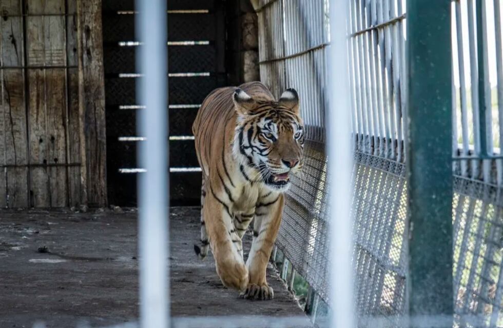 Los tigres encerrados de San Luis ya tienen nombre