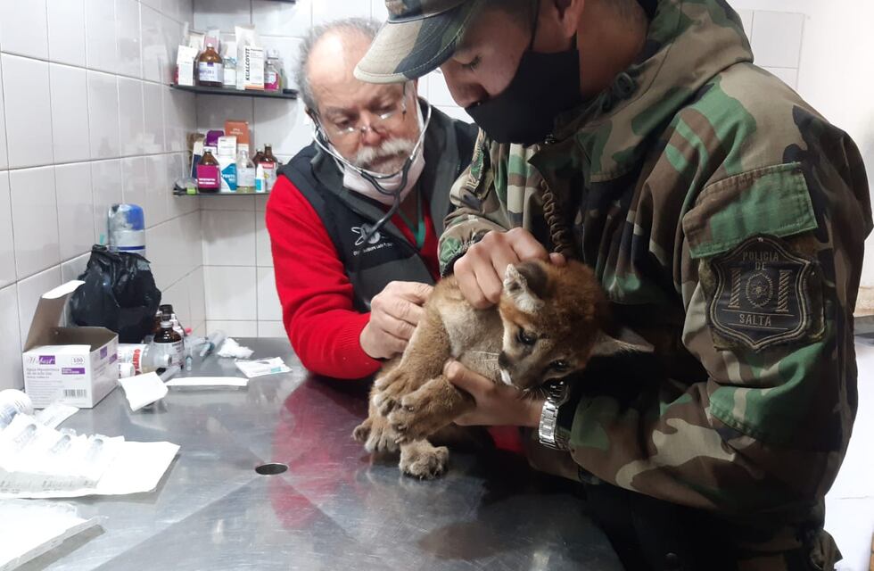 Rescataron a un cachorro de puma en cautiverio