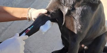 Nuevo control preventivo por Leptospirosis en Tres Arroyos