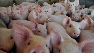 Hay más de 50 personas infectadas en Córdoba. (LaVoz/Archivo).