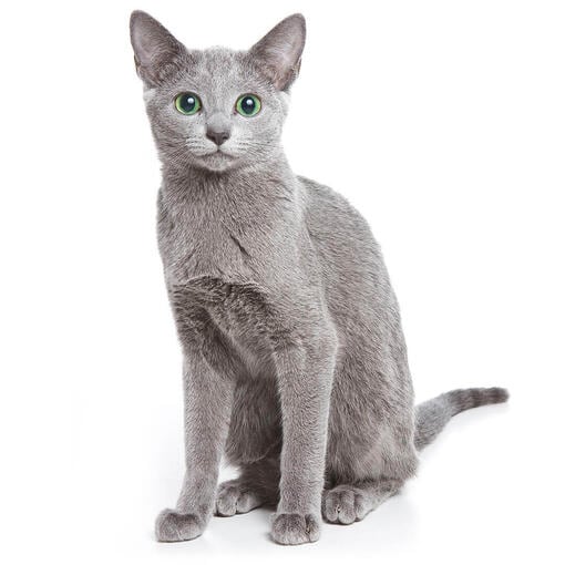 El gato viral que sorprendió en redes y generó debate ¿Es de color azul?