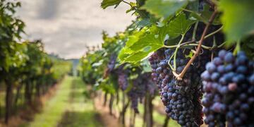 Establecimientos vitivinícolas de Entre Ríos