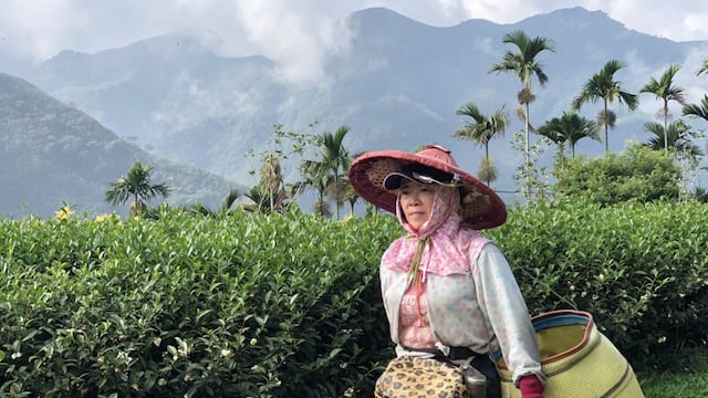 Cultivo de Té Taiwanes