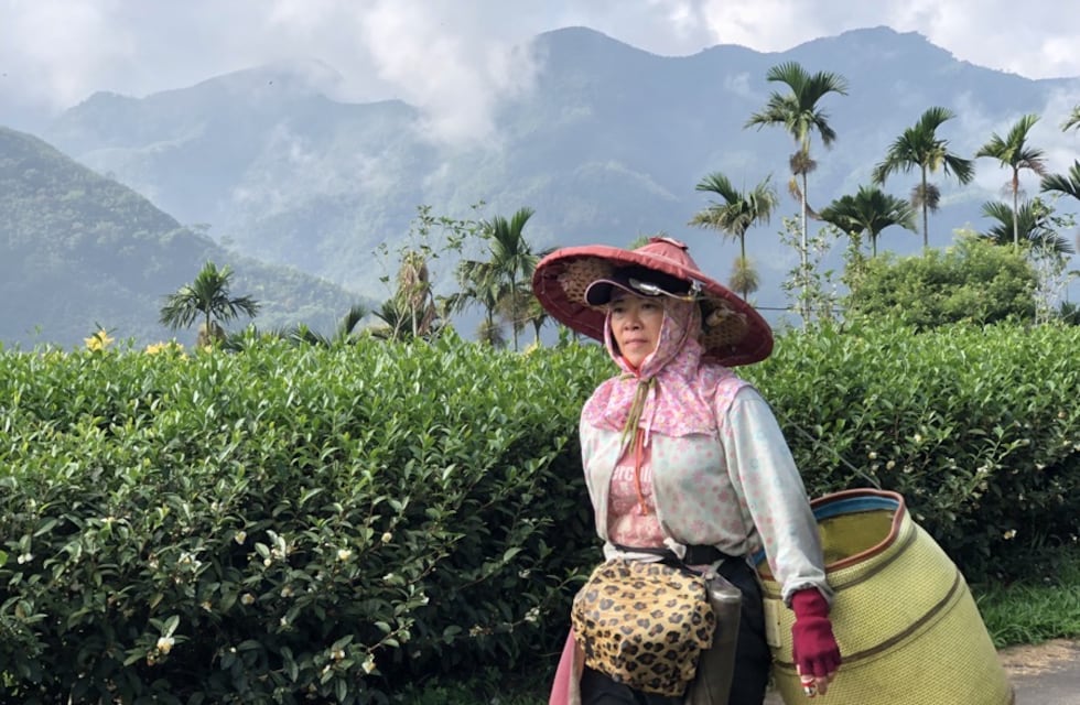 Taiwan mide sus hectáreas de producción