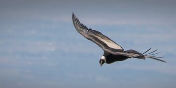 La tarea permite conocer el estado poblacional de la especie en las áreas naturales protegidas de Mendoza. Foto: Gentileza
