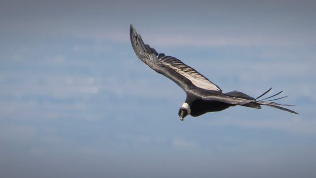 La tarea permite conocer el estado poblacional de la especie en las áreas naturales protegidas de Mendoza. Foto: Gentileza