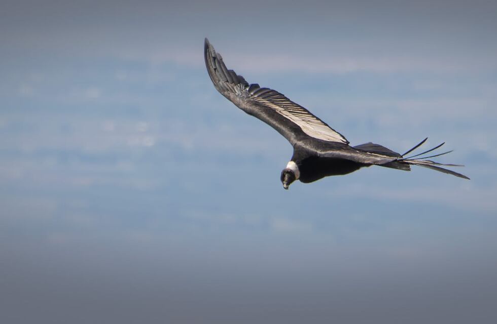 Avistaje de cóndores andinos: cuántos ejemplares se vieron en Mendoza durante el noveno censo simultáneo