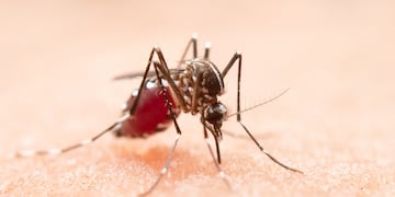 Prevención contra el dengue. (imagen ilustrativa Freepik)
