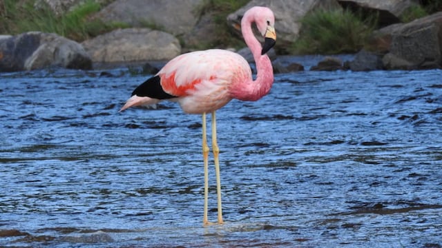 Apareció un flamenco cerca del aeropuerto de Córdoba.